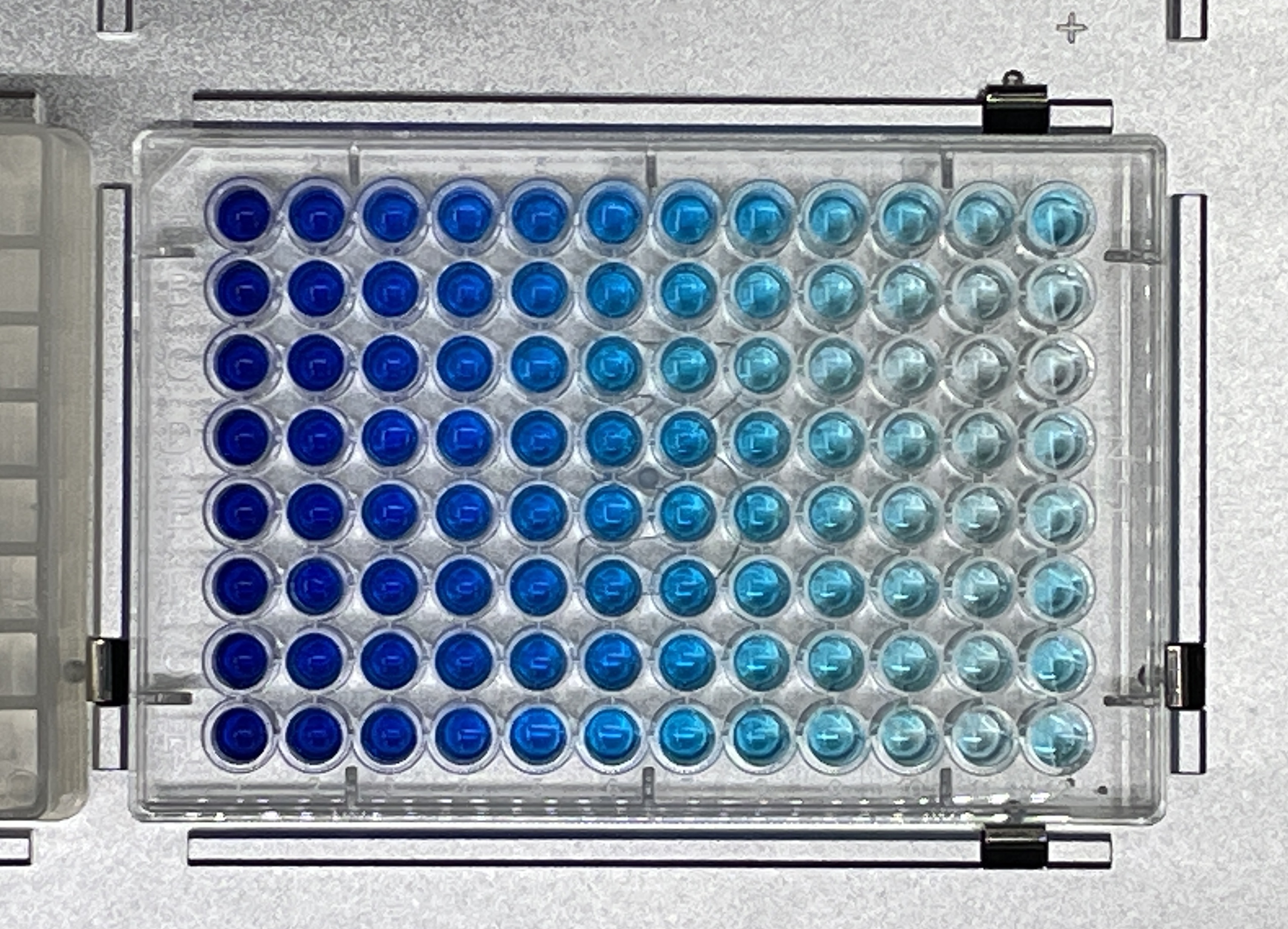 Result of Serial Dilution
